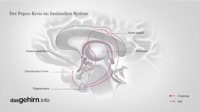 Der Papez-Kreis im limbischen System