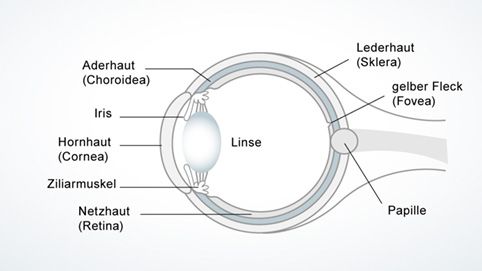 Aufbau des visuellen Systems