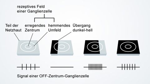 Sehen von Hell-Dunkel-Grenzen mittels Ganglienzellen