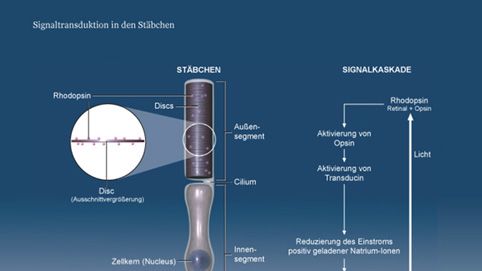 Forschung: Blaues Licht aktiviert sympathische Nervenfasern im