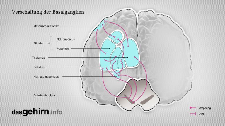 Netzwerk der Basalganglien