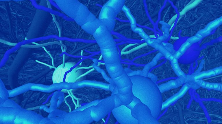 3D Rekonstruktion vernetzter Nervenzellen