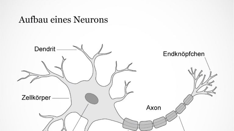 Aufbau eines Neurons