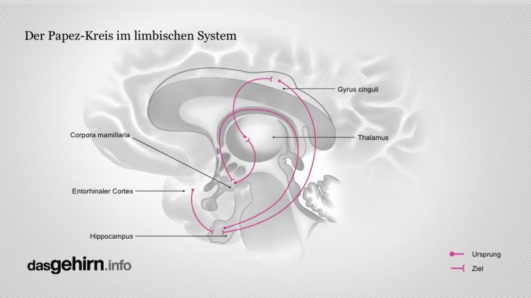 Der Papez-Kreis im limbischen System