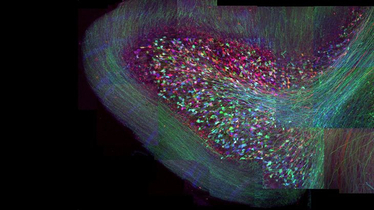 Von neuronalen Cliquen und cortikalen Liedern