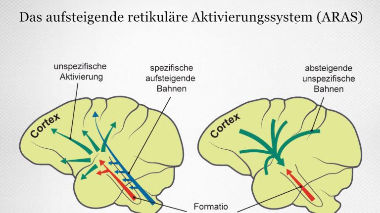 Verarbeitung bewusster Wahrnehmungen in Cortex, Formatio reticularis und Thalamus 