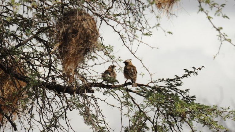 Ein Mahaliweber-Paar sitzt in einem Baum unter ihrem Nest. Das Männchen (rechts) trägt einen Mikrofonsender auf dem Rücken und einen Sender zum Messen der Gehirnaktivität auf dem Kopf. © Susanne Hoffmann
