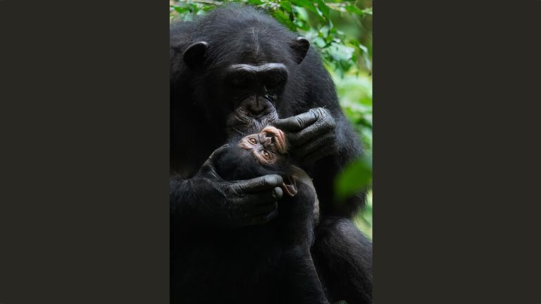 Ähnlich wie menschliche Kinder entwickeln junge Schimpansen sichere und unsicher-vermeidende Bindungsmuster zu ihren Müttern. Im Gegensatz zu Menschen und einigen in menschlicher Obhut lebenden Schimpansen zeigen freilebende Schimpansen jedoch keine desorganisierten Bindungen.