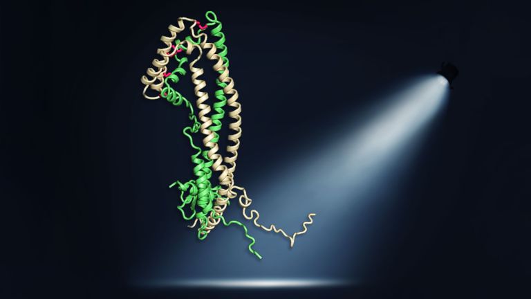 Das Clusterinprotein ist als sogenanntes Bändermodell dargestellt. Die flexiblen Peptidketten haben eine wichtige Schutzfunktion, die in dieser Veröffentlichung erstmals gezeigt werden konnte
