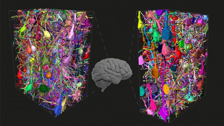 Menschliche neuronale Netzwerke, kartiert in verschiedenen Teilen der Großhirnrinde. Ein konnektomischer Vergleich mit Mäusen ergab, dass die Interneuron-zu-Interneuron-Netzwerke beim Menschen massiv erweitert sind.