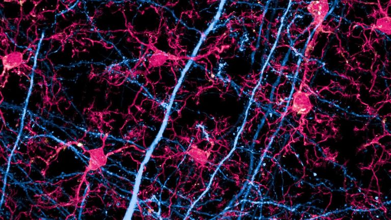 Ein Neuron und dessen Fortsätze (in Blau) sowie zahlreichen Mikrogliazellen (in Rot), die mit den Synapsen interagieren.