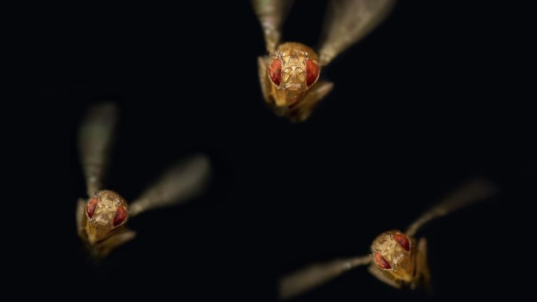 Zur Fortbewegung schlägt die Fruchtfliege Drosophila melanogaster zweihundertmal pro Sekunde mit den Flügeln.