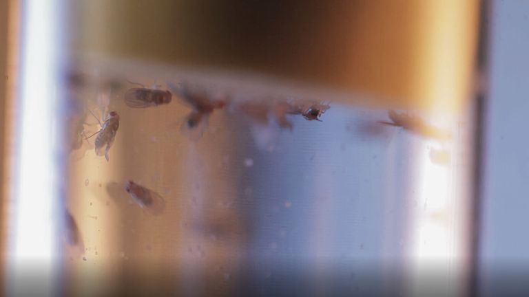 Taufliegen (auch bekannt als Fruchtfliegen) im Labor