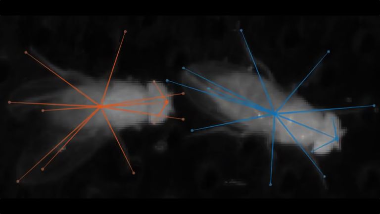 Fliegenpaare (orange: Männchen, blau: Weibchen) werden während der Balz gefilmt, und ihr Verhalten in Echtzeit mittels künstlicher Intelligenz (KI) ausgewertet. Die KI erkennt dabei das Geschlecht der Tiere sowie die einzelnen Körperteile wie Kopf, Augen, Beine und Flügel