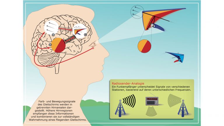 Ähnlich wie ein Funkempfänger, der Radiosender anhand unterschiedlicher Frequenzen unterscheidet (rechts unten), differenzieren höhere Hirnbereiche die Quelle eines eingehenden Nervensignals aus einem niedrigeren Hirnbereich anhand der Frequenz.
