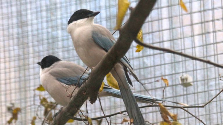 Elstern gehören zu der Familie der Rabenvögel und können tolerant sein und sich großzügig verhalten