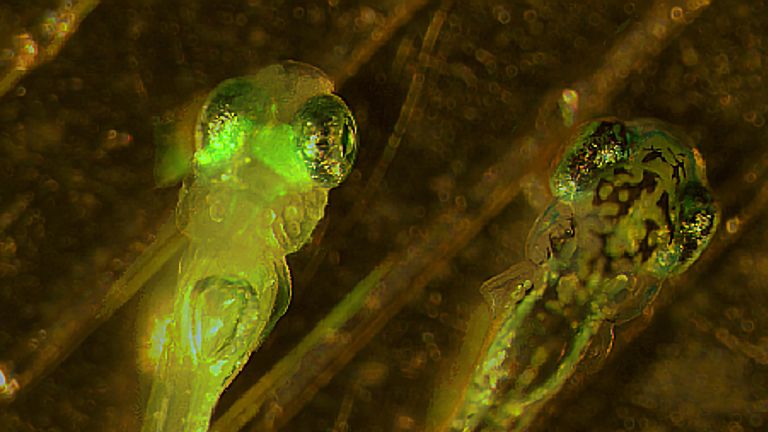 Zebrafischlarven mit (links) und ohne (rechts) grün fluoreszierendes Protein in denjenigen Bereichen des Gehirns (Tectum), die visuelle Informationen verarbeiten.