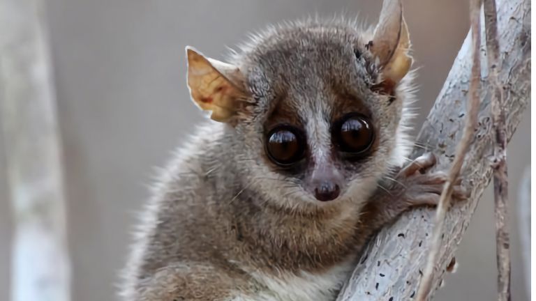 Ein grauer Mausmaki nach dem Freilassen am frühen Abend in Kirindy, Madagaskar.