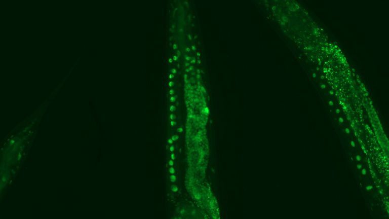 Kälte aktiviert einen zellulären Reinigungsmechanismus, der schadhafte Proteinaggregationen abbaut: Expression von PSME3 in Keimbahn, Neuronen und Darm des Fadenwurms.