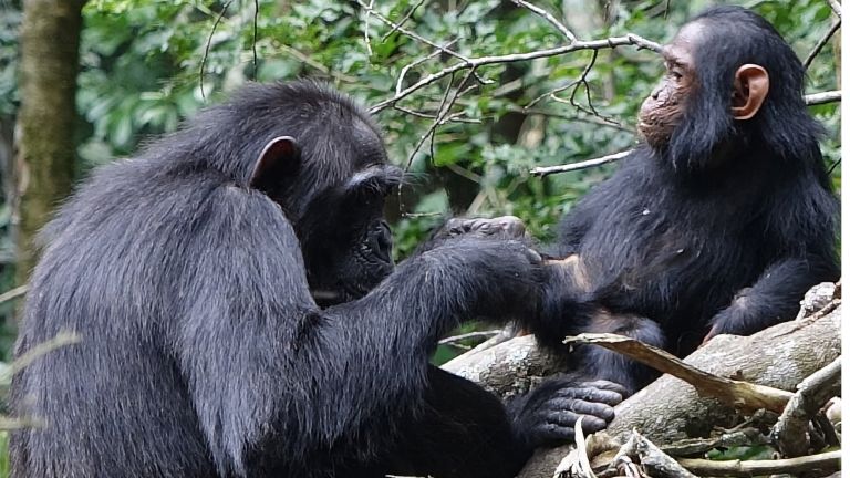 Beobachtungen in Uganda zeigen: Die Interaktionen zwischen Schimpansenmüttern und ihren Jungen folgen einem Rhythmus, der schon fast wie ein menschliches Gespräch funktioniert.