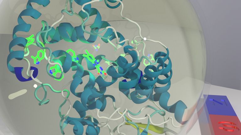 In Oldenburg gelang es erstmals, das lichtempfindliche Eiweiß Cryptochrom 4 im Labor herzustellen. Entscheidend für die magnetischen Eigenschaften des Moleküls sind vier Aminosäuren (hellgrün), in denen sich sogenannte Radikalpaare bilden können.