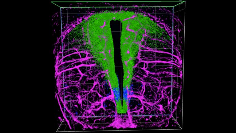 Fluoreszenzfärbung eines sich entwickelnden Rückenmarks, Blutgefäße in lila, neurale Vorläuferzellen in grün und blau. Vorläuferzellen in blau werden durch Signale der Blutgefäße zur Spezifizierung zu Oligodendrozyten-Vorläuferzellen induziert.