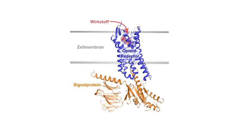 Rezeptor-vermittelte Signalweiterleitung: Opioid-Rezeptoren befinden sich in der Zellmembran und binden Wirkstoffe auf der Außenseite. Dies bewirkt Strukturänderungen im Rezeptor, die dann auf der Innenseite durch unterschiedliche Signalproteine erkannt werden.