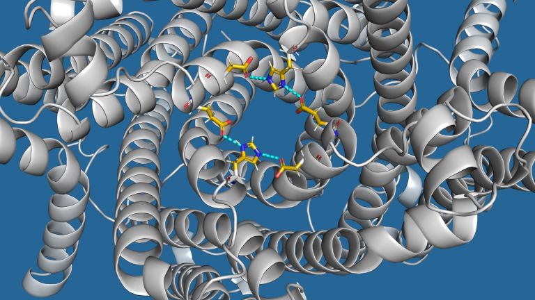 TMEM175 aus der Perspektive des Lysosomeninneren