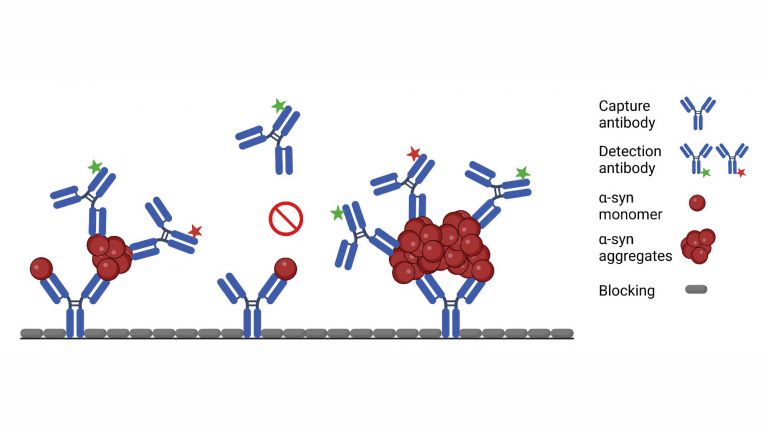 sFIDA-Messprinzip: Eine Glasoberfläche wird mit Fänger-Antikörpern beschichtet, welche auf bestimmte Aminosäuren des α-Synuclein-Proteins reagieren. Die Fänger binden dann sowohl einzelne α-Synuclein-Moleküle als auch deren Aggregate.