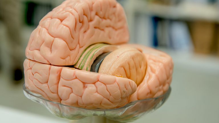 Das Gehirn von jungen Menschen arbeitet möglicherweise anders, wenn sie ein genetisches Risiko für Alzheimer haben.