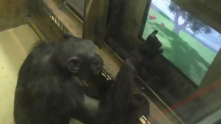 Schimpansen lernten schnell, sich in virtuellen Landschaften zurechtzufinden.