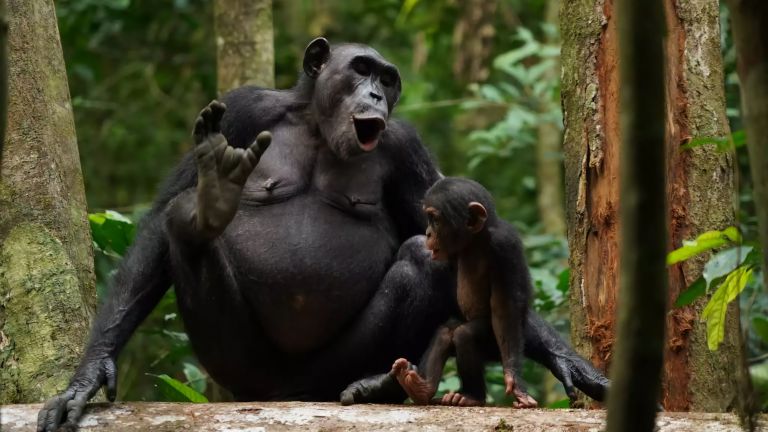 Schimpansen Asanti und Akuna beim Kommunizieren mithilfe von Rufen.