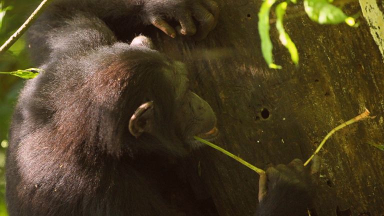 Schimpansen benutzen verschiedene Werkzeuge, scharfe Steinwerkzeuge gehören jedoch nicht dazu.