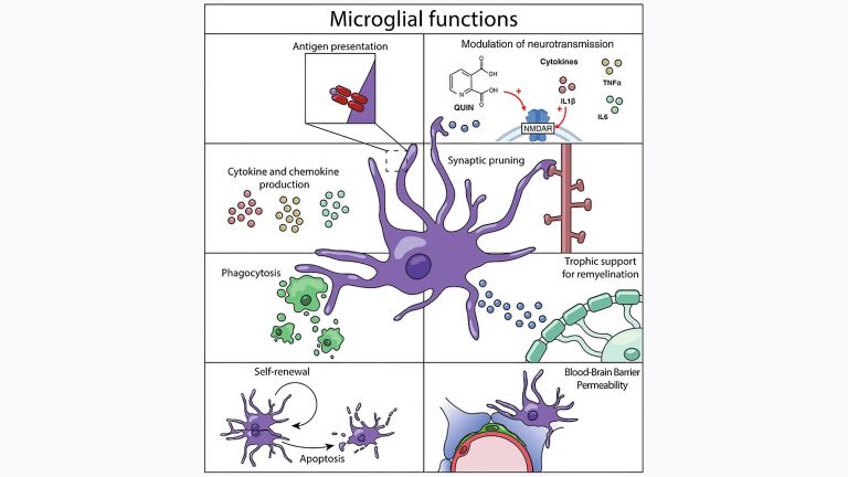 Vielfältige Funktionen von Mikroglia – den Immunzellen des Gehirns (entnommen aus Nussbaumer et al., Mol Psychiatry 2026, nach Amor et al. 2022; Lizenz: CC BY 4.0). Mikroglia übernehmen weit mehr als reine Abwehraufgaben: Sie präsentieren Antigene (1), schütten Zytokine und Chemokine aus (2), beseitigen Zelltrümmer und Krankheitserreger durch Phagozytose (3) und erhalten über Selbsterneuerung und programmierten Zelltod ihr eigenes Gleichgewicht (4). Darüber hinaus modulieren sie die Reizübertragung zwischen