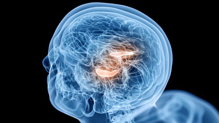 Im Fokus der Studie standen Erinnerungsprozesse, die im Hippocampus ablaufen.