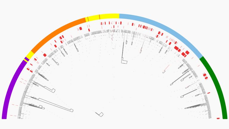 Im Rahmen der Studie wurden evolutionäre Stammbäume erstellt, um die Vielfalt der Innexine bei Wirbeltieren und wirbellosen Tieren zu analysieren.