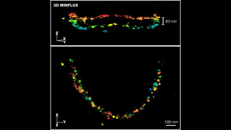 3D-MINFLUX-Aufnahme des Proteins bassoon in den Synapsen von Stäbchenphotorezeptoren, die mit Hilfe von Heat Assisted Rapid Dehydration (HARD) aufbereitet wurden. Die z-Koordinate ist farbkodiert, um die beiden parallelen Molekülreihen zu verdeutlichen, die die aktive Zone umgeben.