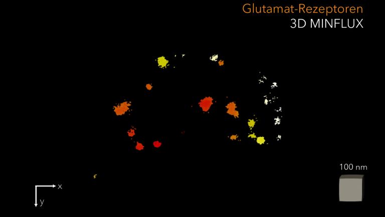 3D-MINFLUX-Bild: Jeder farbige „Punkt“ ist eine Anordnung von Botenstoffrezeptoren (Nanocluster) die zusammen eine ringförmige Struktur auf den Hörnervenzellen bilden.
