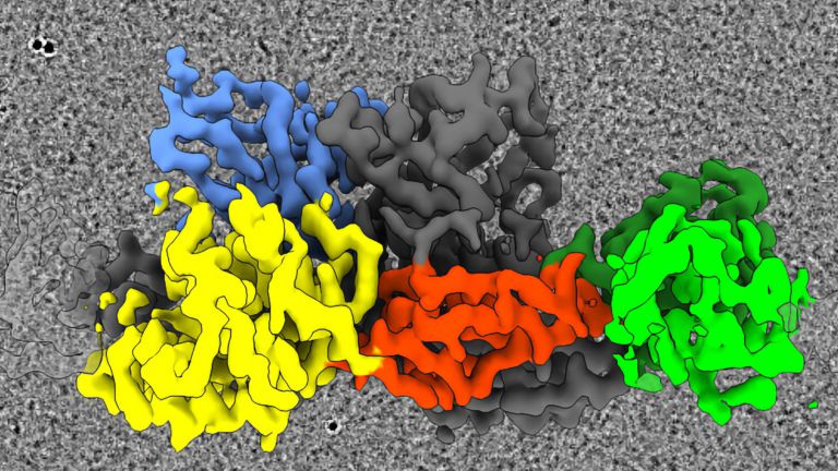 Repräsentatives Kryo-Elektronenmikroskopie-Bild: eine eingefärbte Abbildung der 3D-Struktur von Gephyrin, die aus den Daten berechnet werden konnte.