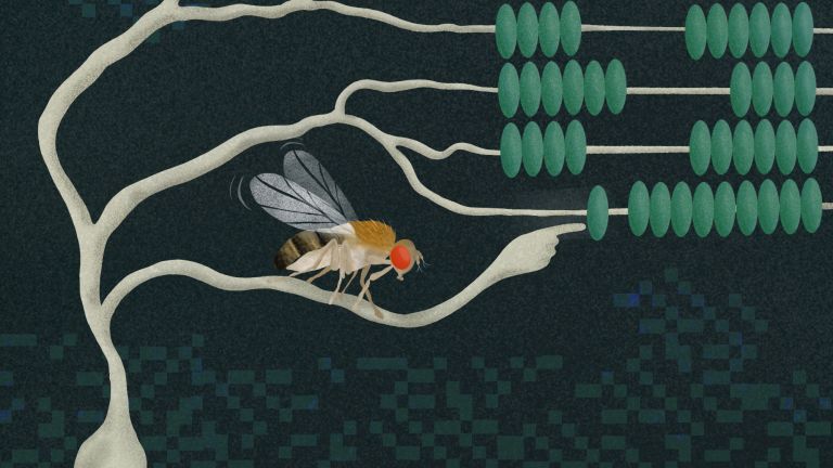 Wissenschaftler*innen zeigen nun, dass Nervenzellen im Fruchtfliegengehirn multiplizieren, indem sie durch den Kehrwert dividieren.