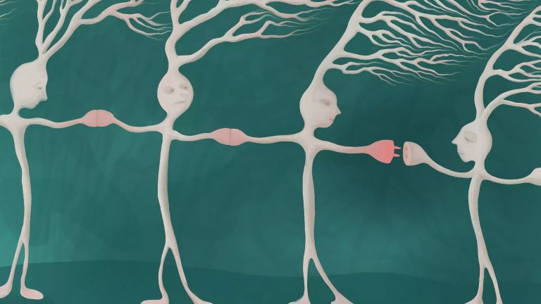 Elektrische Synapsen verbinden Nervenzellen in fast jedem Gehirn, doch sie sind kaum erforscht. Eine Studie zeigt nun erstmals, wo diese speziellen Synapsen im Fruchtfliegen-Gehirn vorkommen und dass sie die Funktion und Stabilität von Nervenzellen beeinflussen.