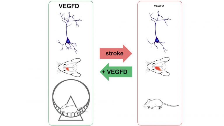 Ein Schlaganfall führt zur Reduktion der VEGFD-Level, dem Verlust von Dendriten, Hirnschäden und Einschränkungen der motorischen Funktionen. Wie Forschungen am Mausmodell gezeigt haben, können VEGFD-basierte Therapien den strukturellen Zerfall verhindern und so die funktionelle Wiederherstellung erleichtern.